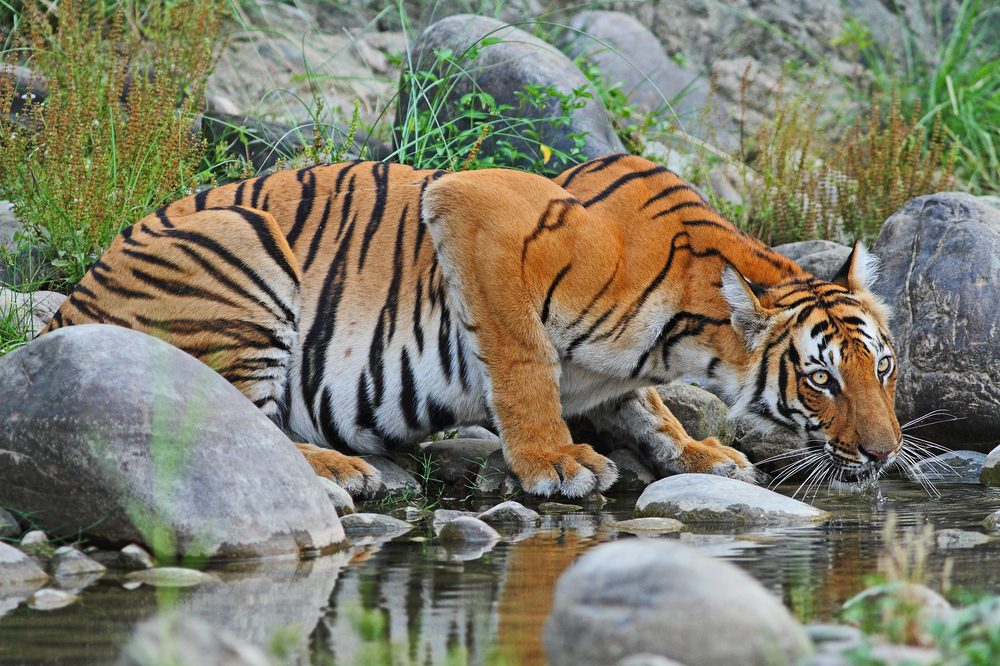 Sundarbans National Park Official GANP Park Page